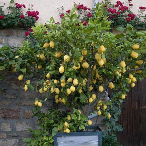 EUREKA LEMON DWARF Tree/ Citrus Limon Eureka