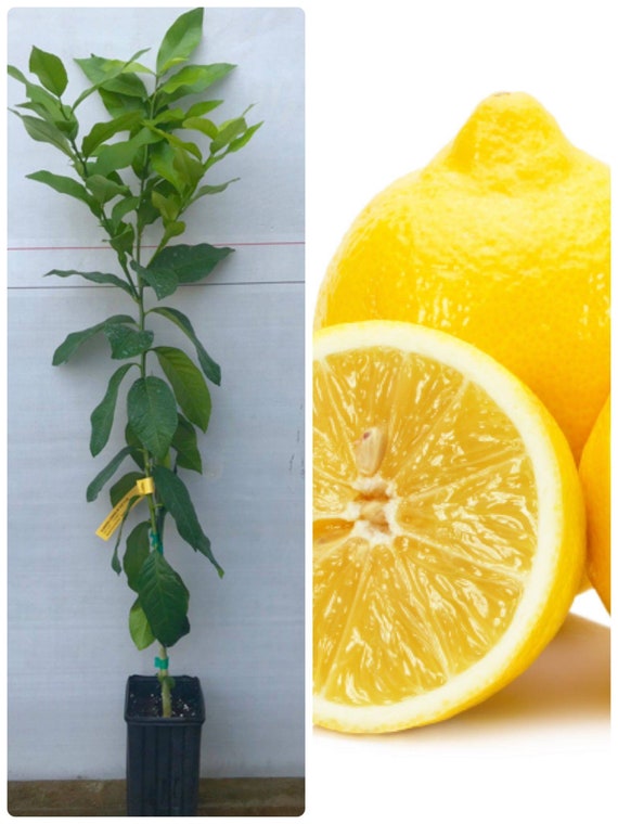 Eureka Lemon Tree – 6-8 Inch Live Plant – Citrus Limon – Dylman Gardens