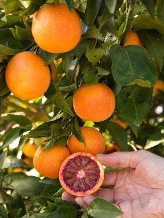 MORO BLOOD ORANGE