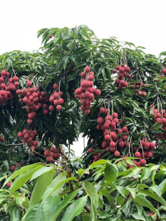 HAK-IP LYCHEE Tree/ Litchi/ Cây Vải Thiều Hột Tiêu