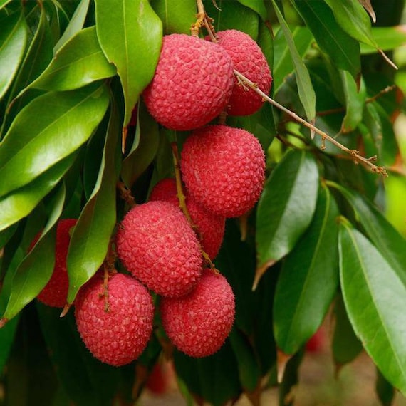 EMPEROR Lychee/ Litchi/ Cây Vải Hoàng Đế