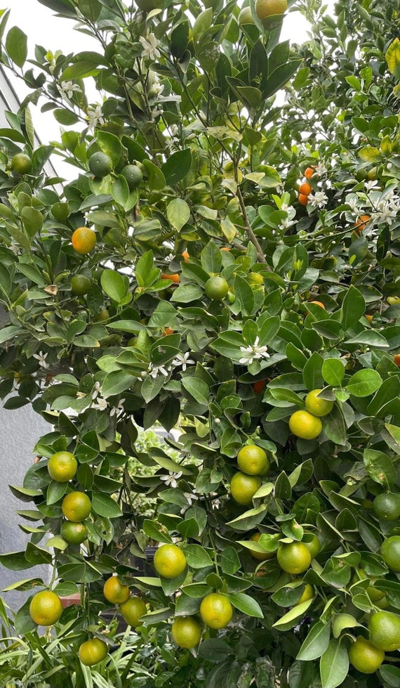 CALAMONDIN/Calamansi/ Sour Philippines Calamansi Live Plant/ Cây Tắc Chua trái tròn