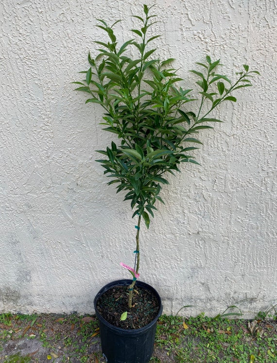 NAGAMI KUMQUAT Tree-Sweet Oblong Kumquat