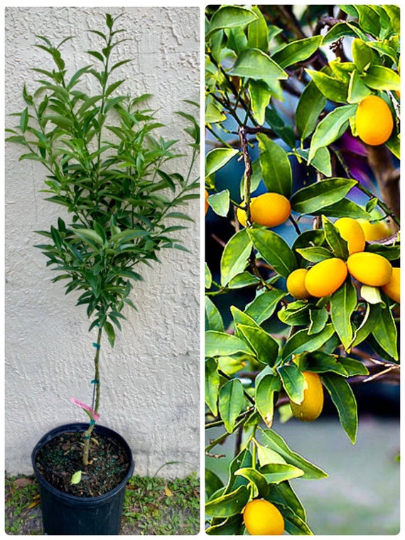 NAGAMI KUMQUAT Tree-Sweet Oblong Kumquat