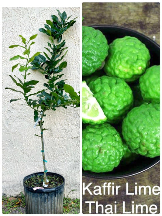 KAFFIR LIME Grafted Tree. Citrus Hystrix/ Makrut/ Thai Lime