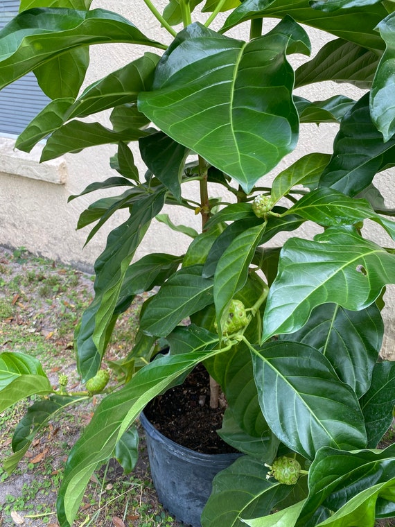 NONI Morinda Citrifolia Tree