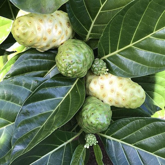 NONI Morinda Citrifolia Tree