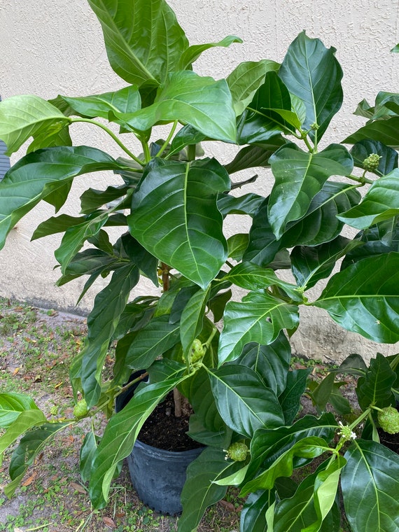 NONI Morinda Citrifolia Tree