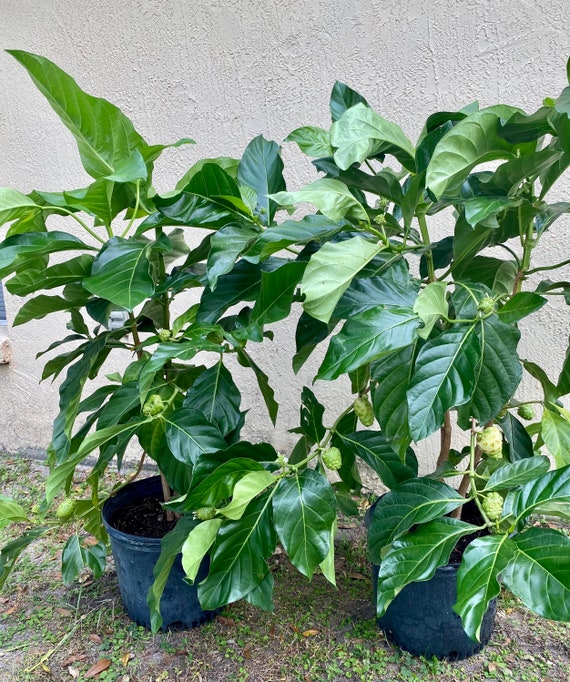 NONI Morinda Citrifolia Tree