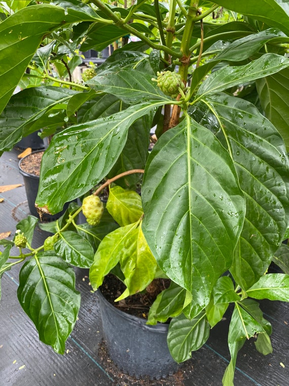 NONI Morinda Citrifolia Tree