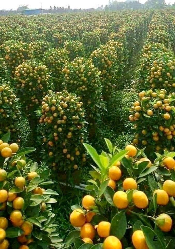 CALAMONDIN/Calamansi/ Sour Philippines Calamansi Live Plant/ Cây Tắc Chua trái tròn