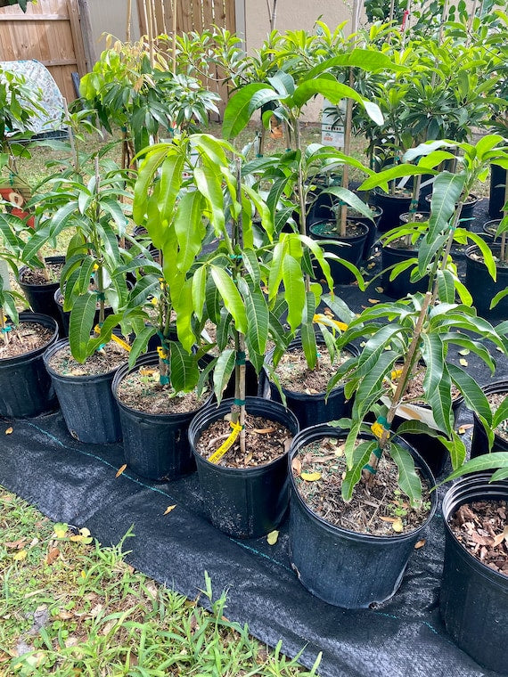 NAM DOC MAI #4 Semi Dwarf Thai Mango Tree