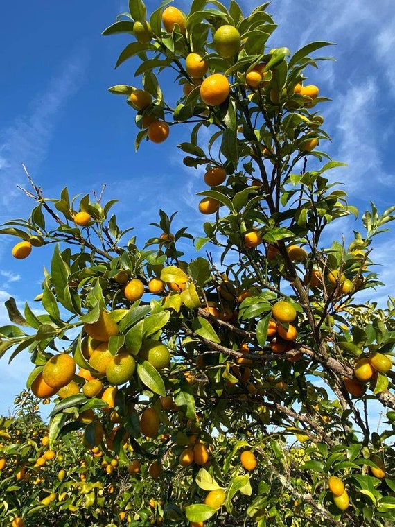 NAGAMI KUMQUAT Tree-Sweet Oblong Kumquat