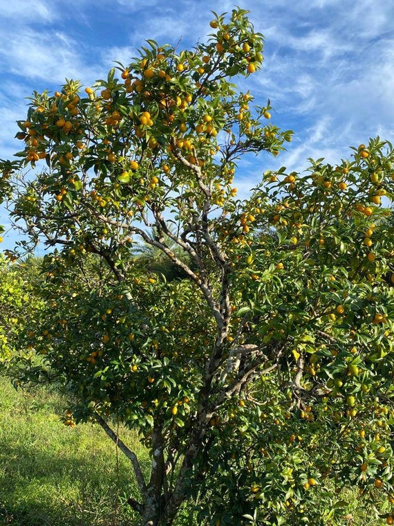 NAGAMI KUMQUAT Tree-Sweet Oblong Kumquat