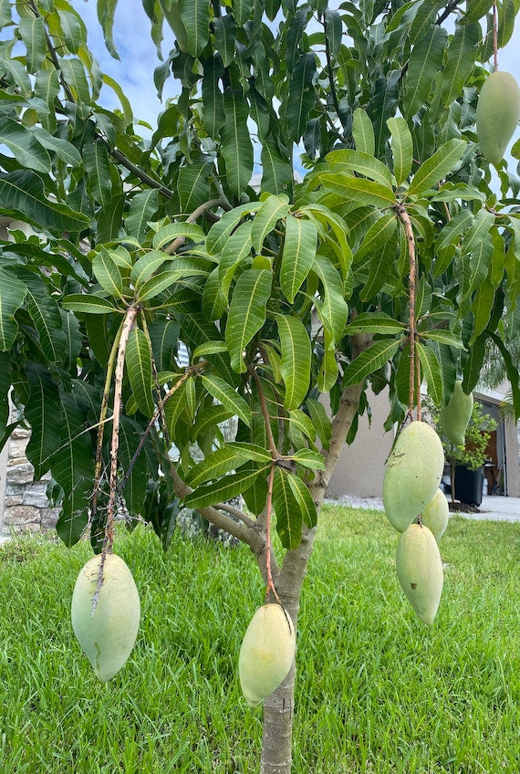 NAM DOC MAI #4 Semi Dwarf Thai Mango Tree