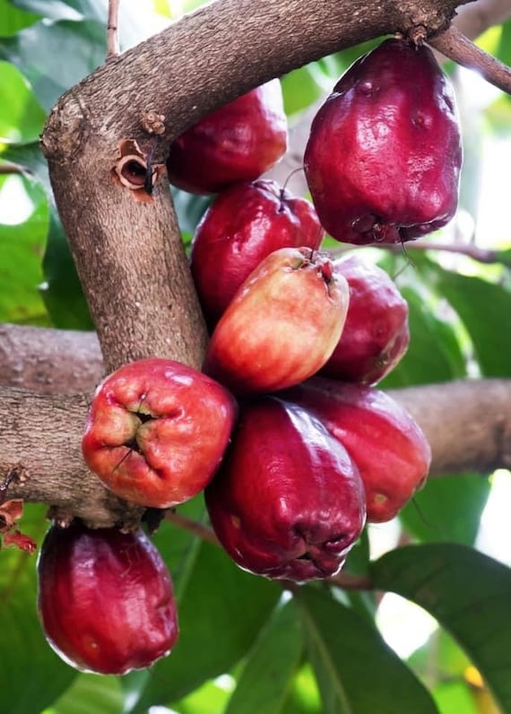 MALAY APPLE Tree/ Red Mountain Apple/ Syzygium malaccense/ Pomarrosa/ Cây Mận Điều