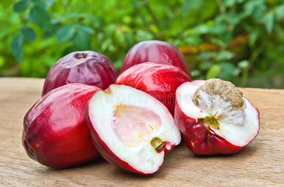 MALAY APPLE Tree/ Red Mountain Apple/ Syzygium malaccense/ Pomarrosa/ Cây Mận Điều