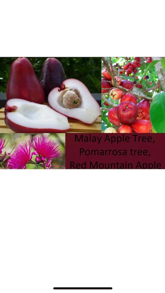 MALAY APPLE Tree/ Red Mountain Apple/ Syzygium malaccense/ Pomarrosa/ Cây Mận Điều