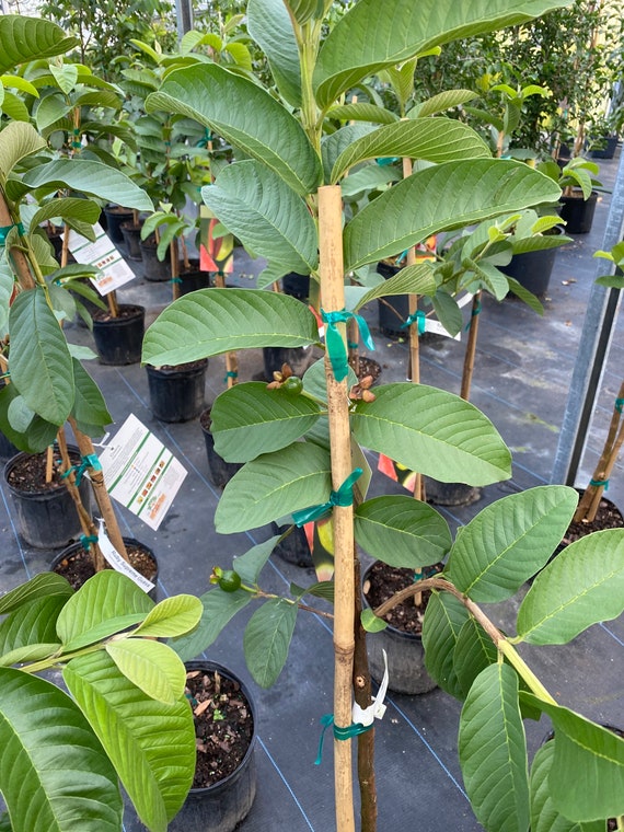 RUBY SUPREME GUAVA Tree (Psidium Guava)