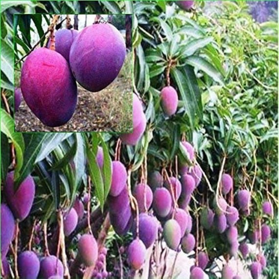 THAI PURPLE MANGO Nam-Dok-Mai Si Mueng Tree