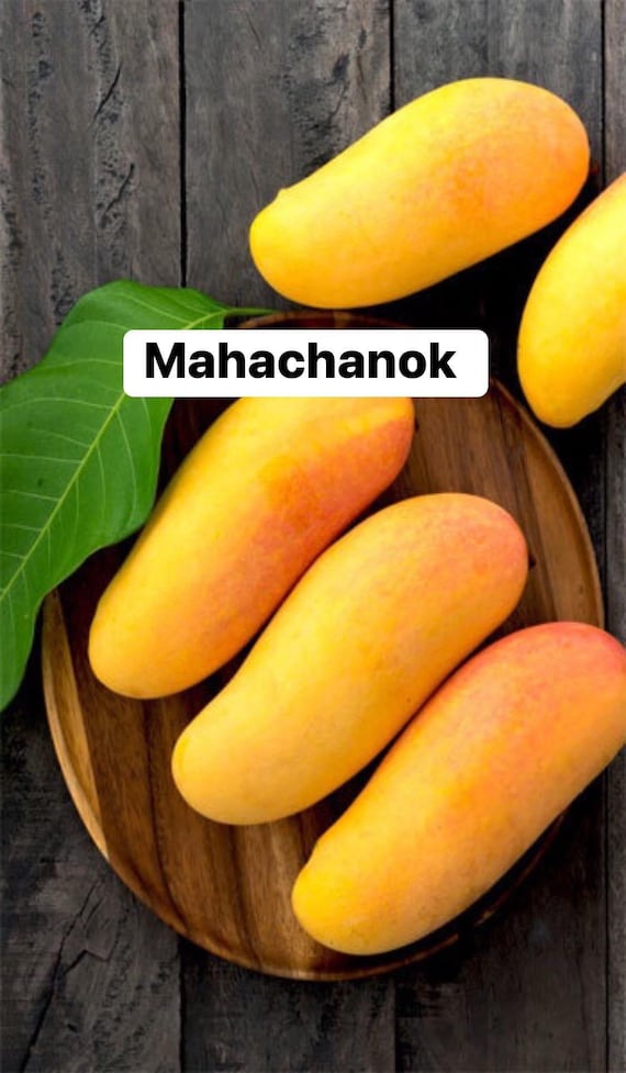 Mahachanook/ Maha Rainbow THAI Mango Tree