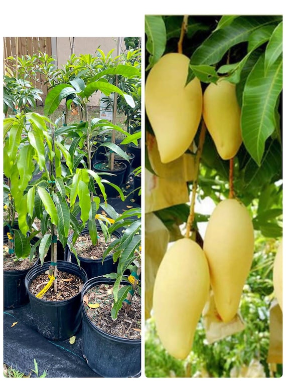 NAM DOC MAI #4 Semi Dwarf Thai Mango Tree