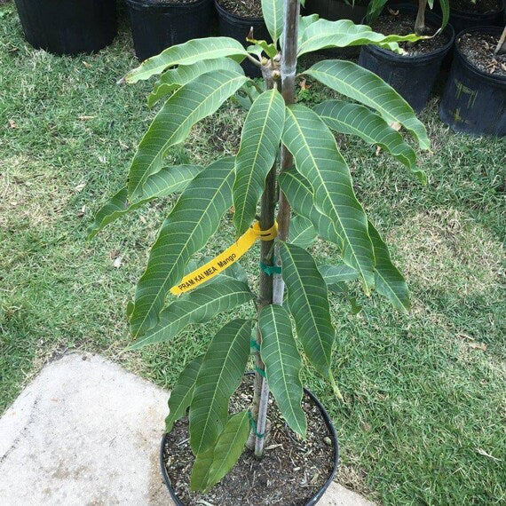 PRAM KAI MEI Thai Mango Tree