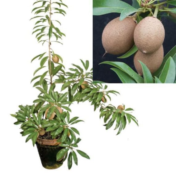 Grafted HASYA SAPODILLA (Manilkara zapota)