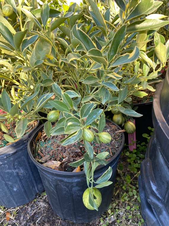 VARIEGATED KUMQUAT Dwarf Live Plant/ Cây Tắc Cẩm Thạch