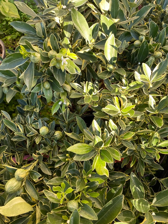 VARIEGATED KUMQUAT Dwarf Live Plant/ Cây Tắc Cẩm Thạch