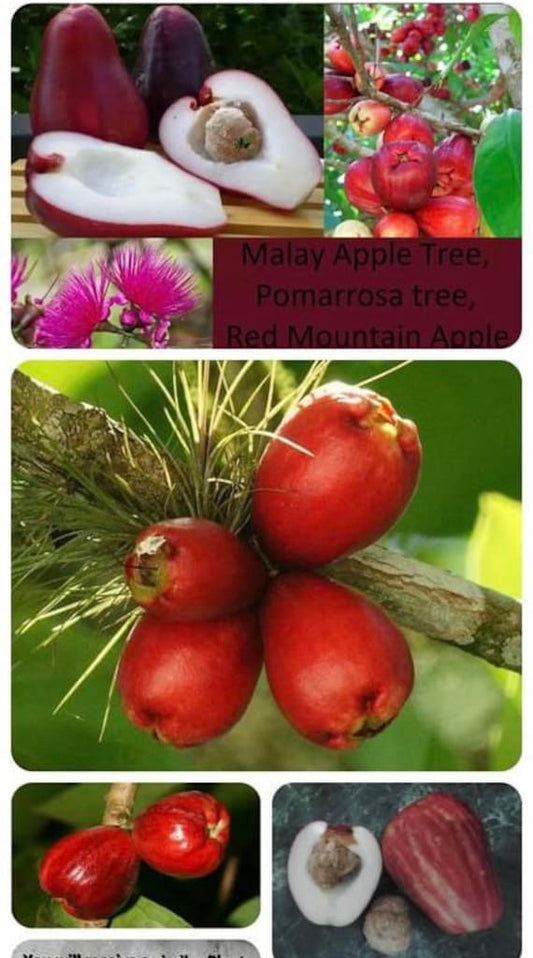 MALAY APPLE Tree/ Red Mountain Apple/ Syzygium malaccense/ Pomarrosa/ Cây Mận Điều