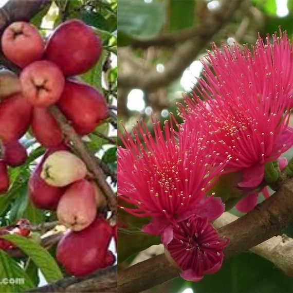 MALAY APPLE Tree/ Red Mountain Apple/ Syzygium malaccense/ Pomarrosa/ Cây Mận Điều