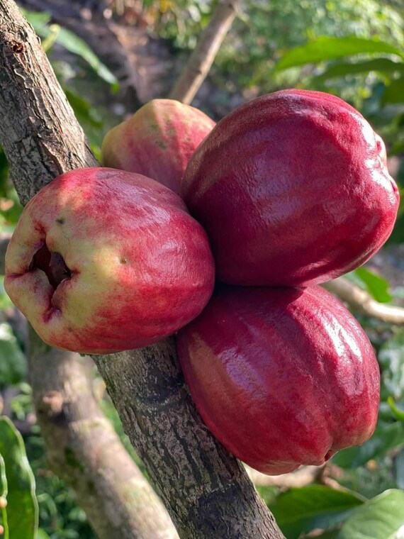 MALAY APPLE Tree/ Red Mountain Apple/ Syzygium malaccense/ Pomarrosa/ Cây Mận Điều