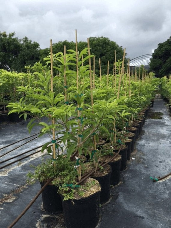 Grafted HASYA SAPODILLA (Manilkara zapota)