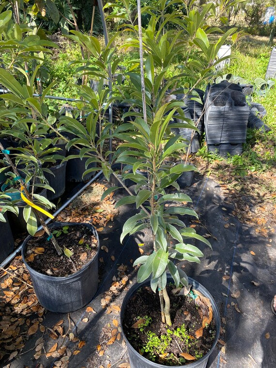 SILASWOOD SAPODILLA (Manilkara zapota)