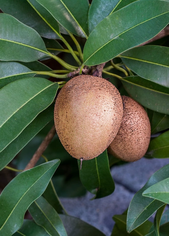 Grafted HASYA SAPODILLA (Manilkara zapota)