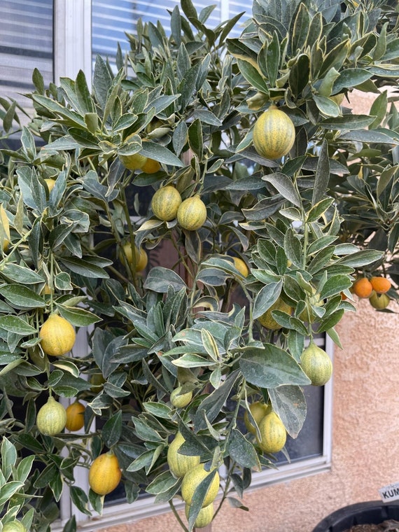 VARIEGATED KUMQUAT Dwarf Live Plant/ Cây Tắc Cẩm Thạch