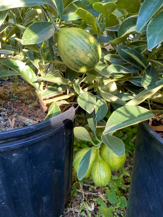 VARIEGATED KUMQUAT Dwarf Live Plant/ Cây Tắc Cẩm Thạch