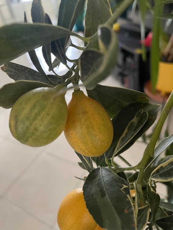 VARIEGATED KUMQUAT Dwarf Live Plant/ Cây Tắc Cẩm Thạch