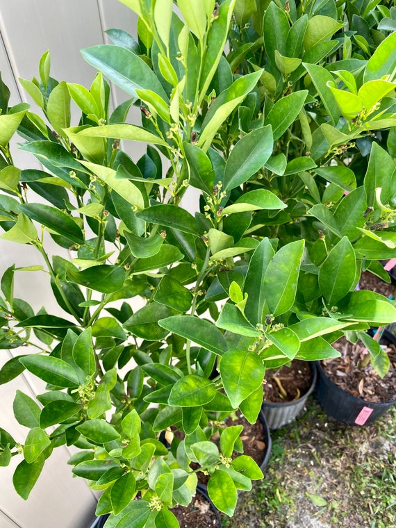 CALAMONDIN/Calamansi/ Sour Philippines Calamansi Live Plant/ Cây Tắc Chua trái tròn