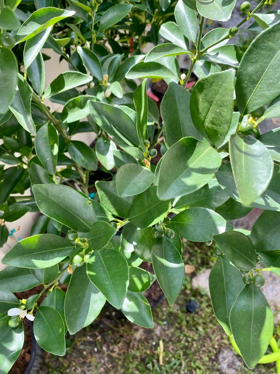 CALAMONDIN/Calamansi/ Sour Philippines Calamansi Live Plant/ Cây Tắc Chua trái tròn