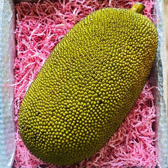 Fresh THAI JACKFRUIT Tropical Exotic Fruit. Crunchy Sweet Yellow Jackfruit