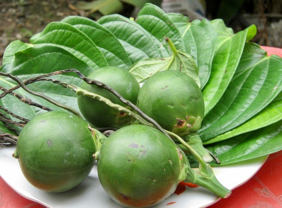 PAAN PLANT. Shipped in pot. Cây Trầu