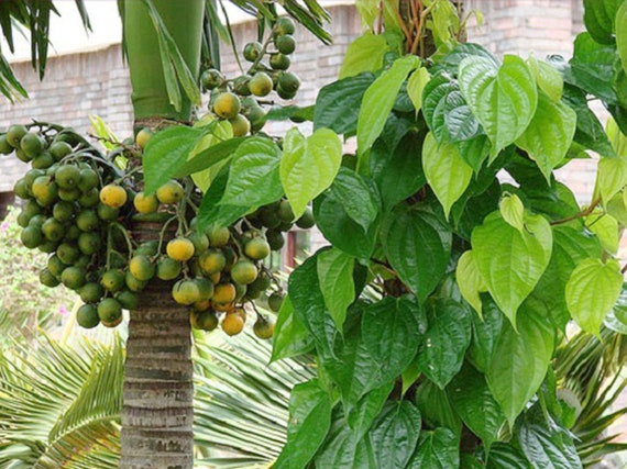 PAAN PLANT. Shipped in pot. Cây Trầu