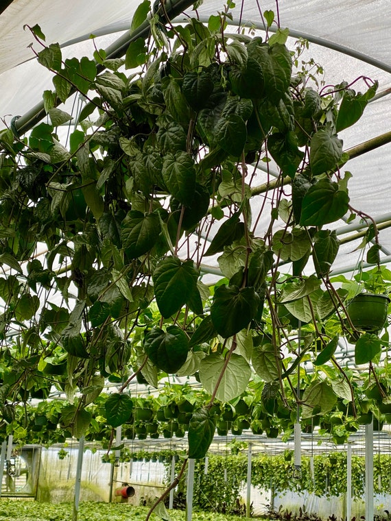 PAAN PLANT. Shipped in pot. Cây Trầu