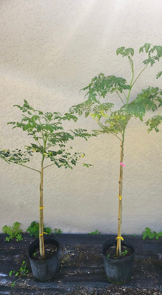 MORINGA LIVE PLANT