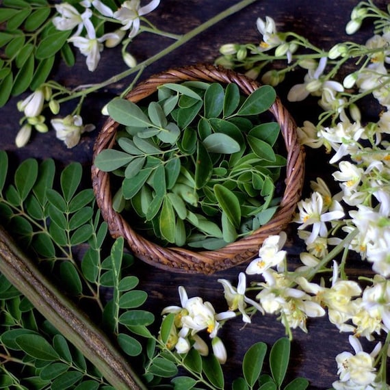 MORINGA LIVE PLANT