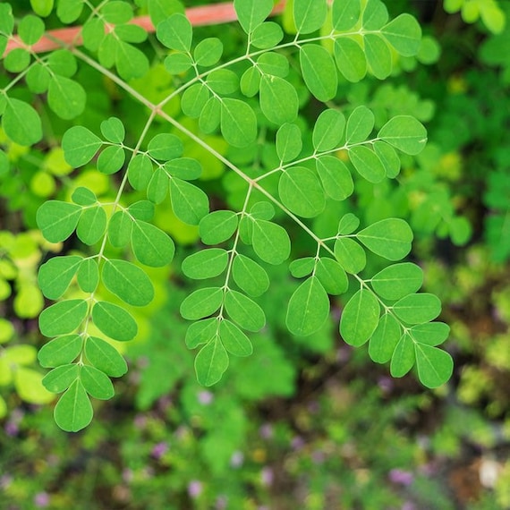 MORINGA LIVE PLANT