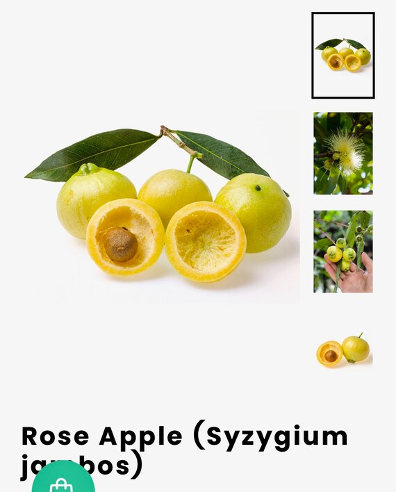 ROSE APPLE TREE/ Poma Rosa/ Jambos/ Plum Rose/ Malabar plum/ Cây Lý