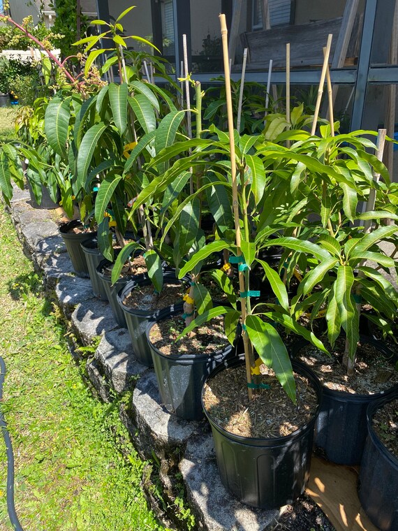 PIM SENG MUM Semi Dwarf Thai Mango Tree